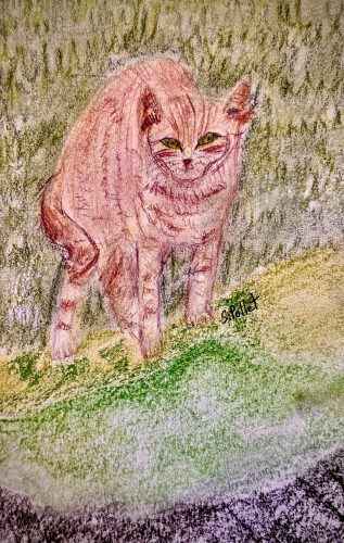 Cat Series: Back Up5.5”X 8.5”Pastels on Paper