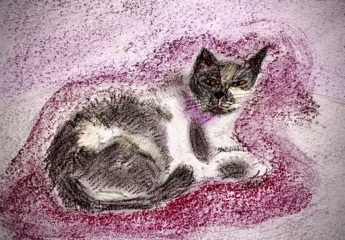 Cat Series: Black and White5.5”X 8.5”Pastels on Paper