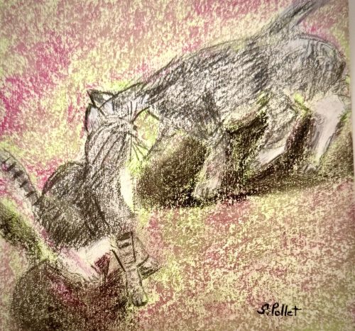 Cat Series: Comfort5.5”X 8.5”Pastels on Paper