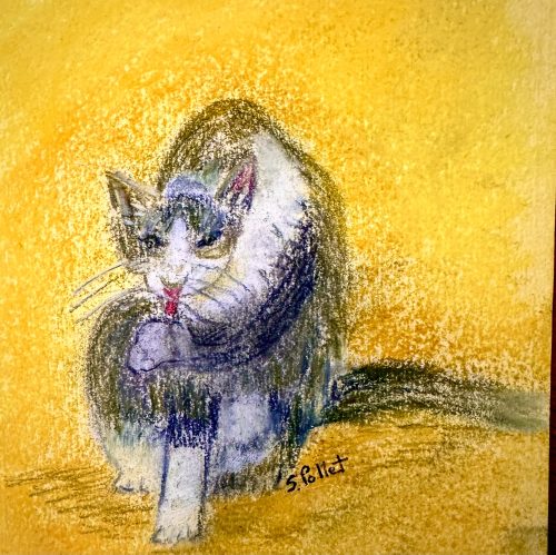 Cat Series: Licking Wounds5.5”X 8.5”Pastels on Paper