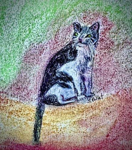 Cat Series: Truth5.5”X 8.5”Pastels on Paper