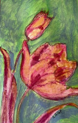 Parrot Tulips5.5”X 8.5”Acrylic, Gouache, Pastel Pencils