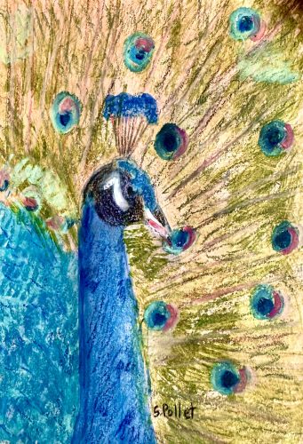 Peacock Pride5.5”X 8.5”Acrylics and Pastels on Paper